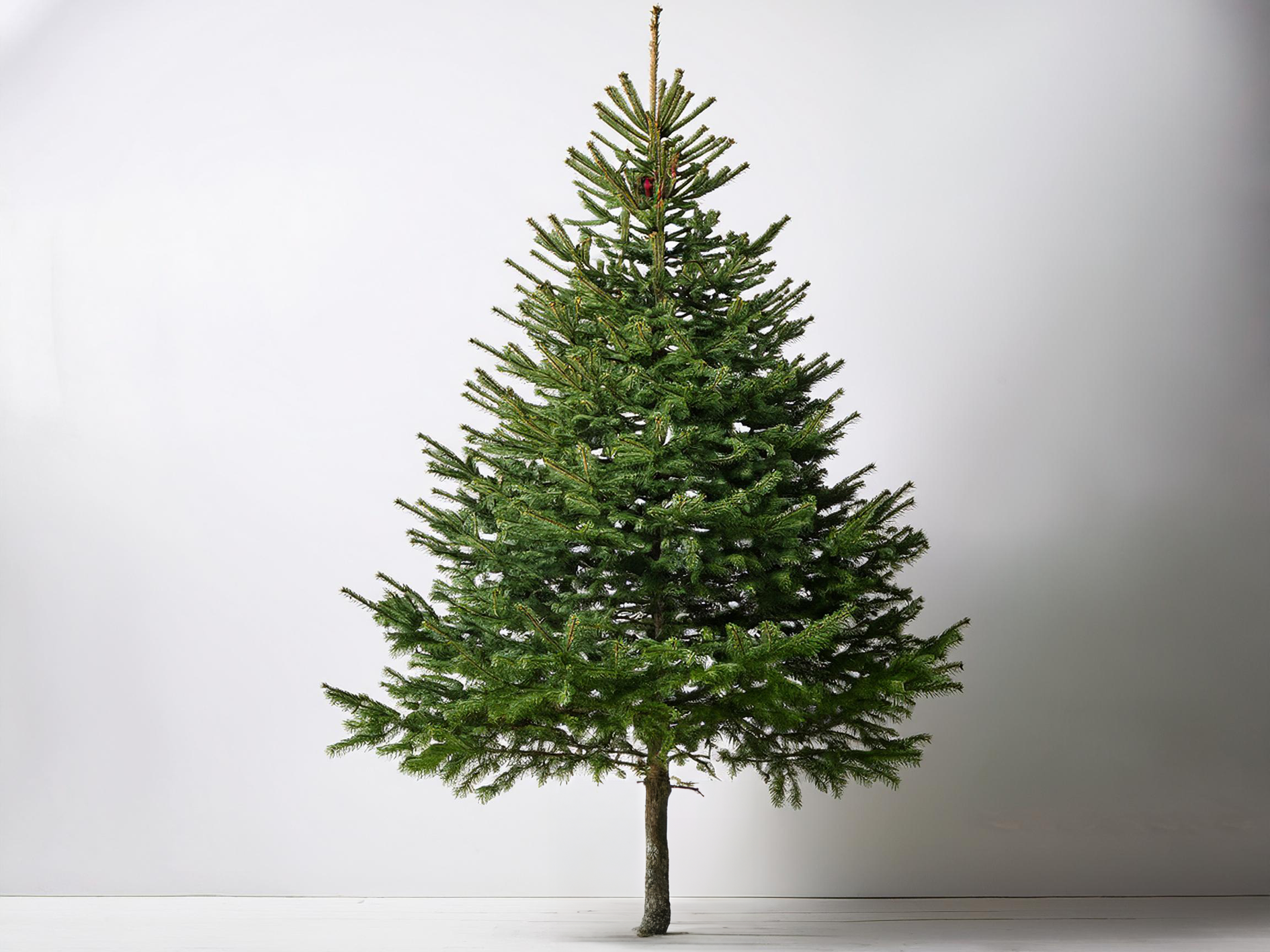 xtall_tree_image