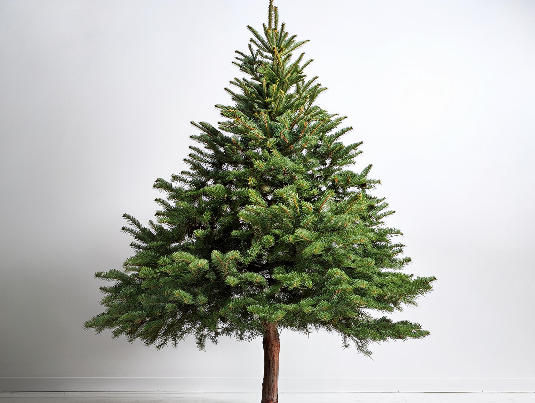 tall_tree_image